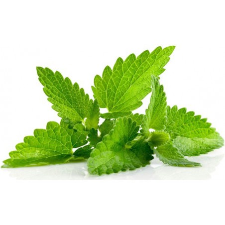 Mint Mix Shake n Vape 90ml Mint Mix Shake n Vape 90ml