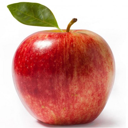 Apple Concentrate