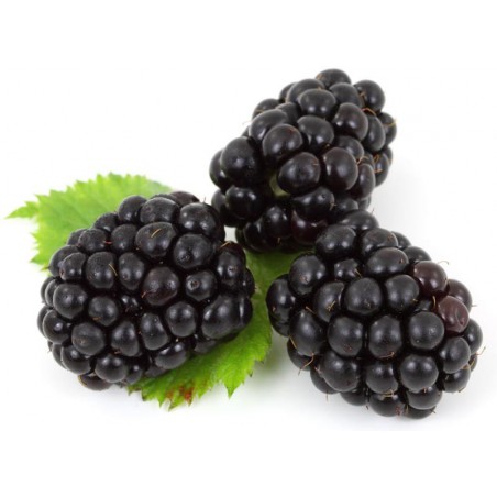 Blackberry Shake n Vape 90ml Blackberry Shake n Vape 90ml