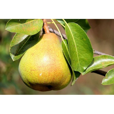 Pear Menthol Shake n Vape 90ml Pear Menthol Shake n Vape 90ml
