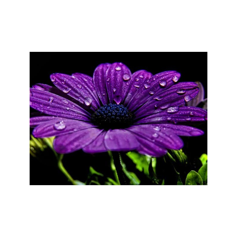 Sweet Sampilla Shake n Vape 30ml