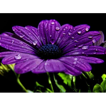 Sweet Sampilla Shake n Vape 30ml