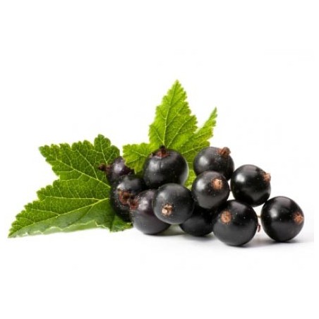Blackcurrant 100ml ZERO