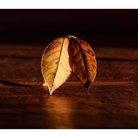 Sweet Leaf Concentrate