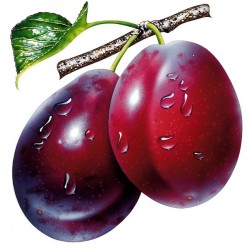 Plum Menthol Concentrate