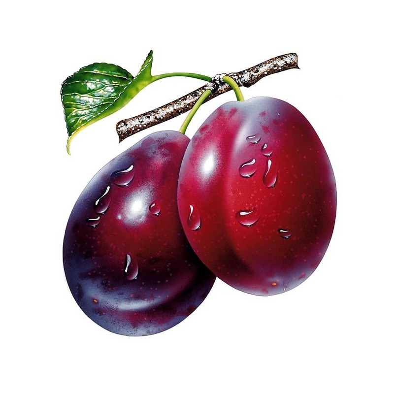 Plum Menthol Concentrate