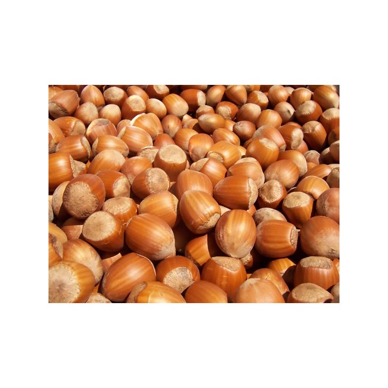 Hazelnut Concentrate