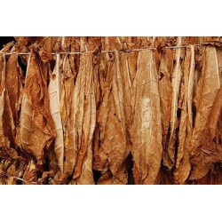 7 Leaves Concentrate