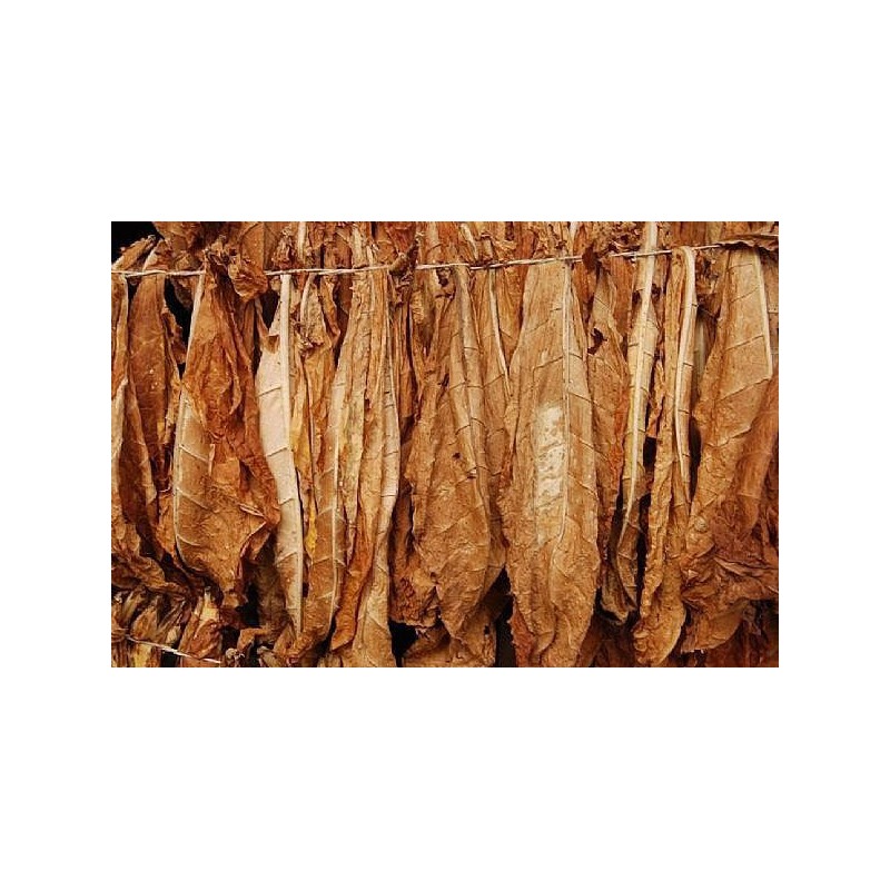 7 Leaves Concentrate