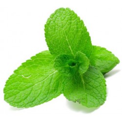 Fresh Mint Concentrate