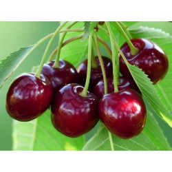 Cherry Menthol 100ml Concentrate